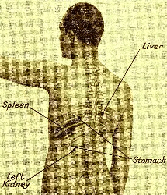 Селезенка расположение в организме. Расположение селезенки у человека. Селезенка вид со спины. Где находится селезенка у человека фото.