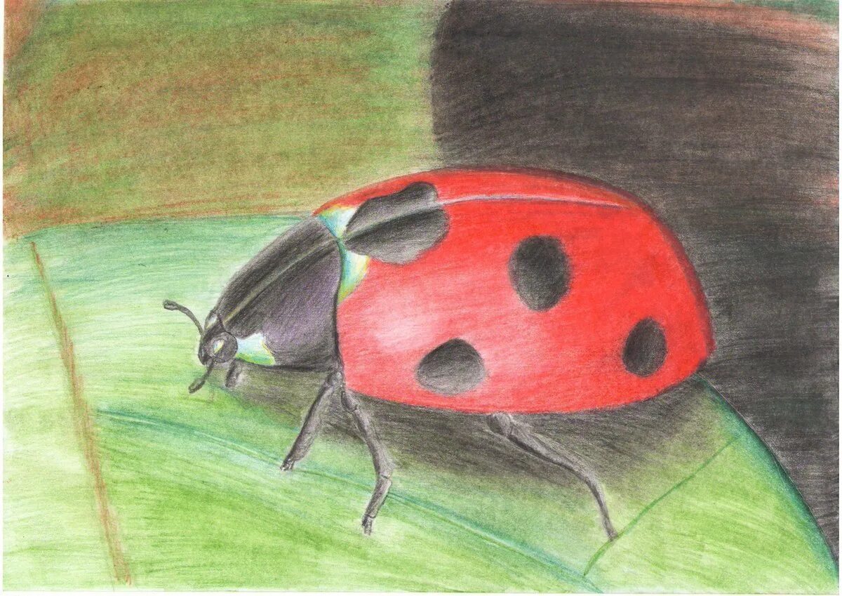 Рисование насекомые старшая. Рисование насекомые. Красивые рисунки насекомых. Детские рисунки насекомых. Рисование с детьми насекомые.