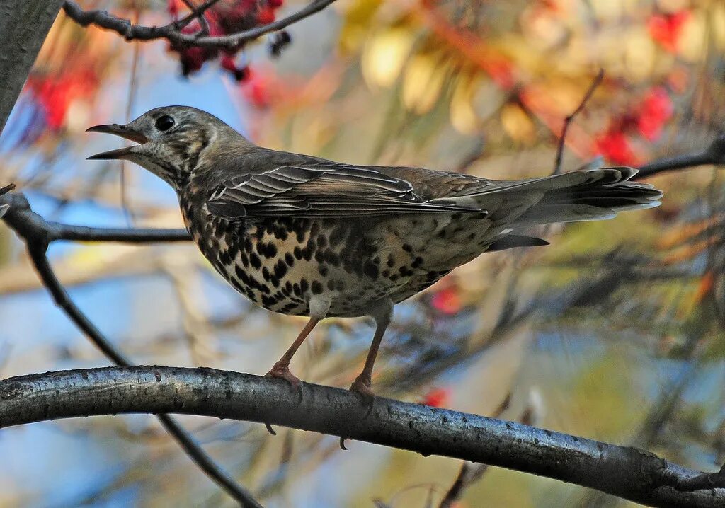 Дрозды разные виды. Дрозд-деряба (turdus viscivorus). Дрозд деряба птенец. Серый Дрозд деряба. Деряба рябинник.