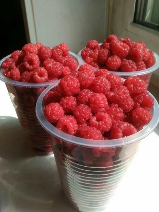 Малины в пластиковом стакане. Стакан малины. Морс малина. Малина на белом фоне. Саженцы малины в стаканчиках.