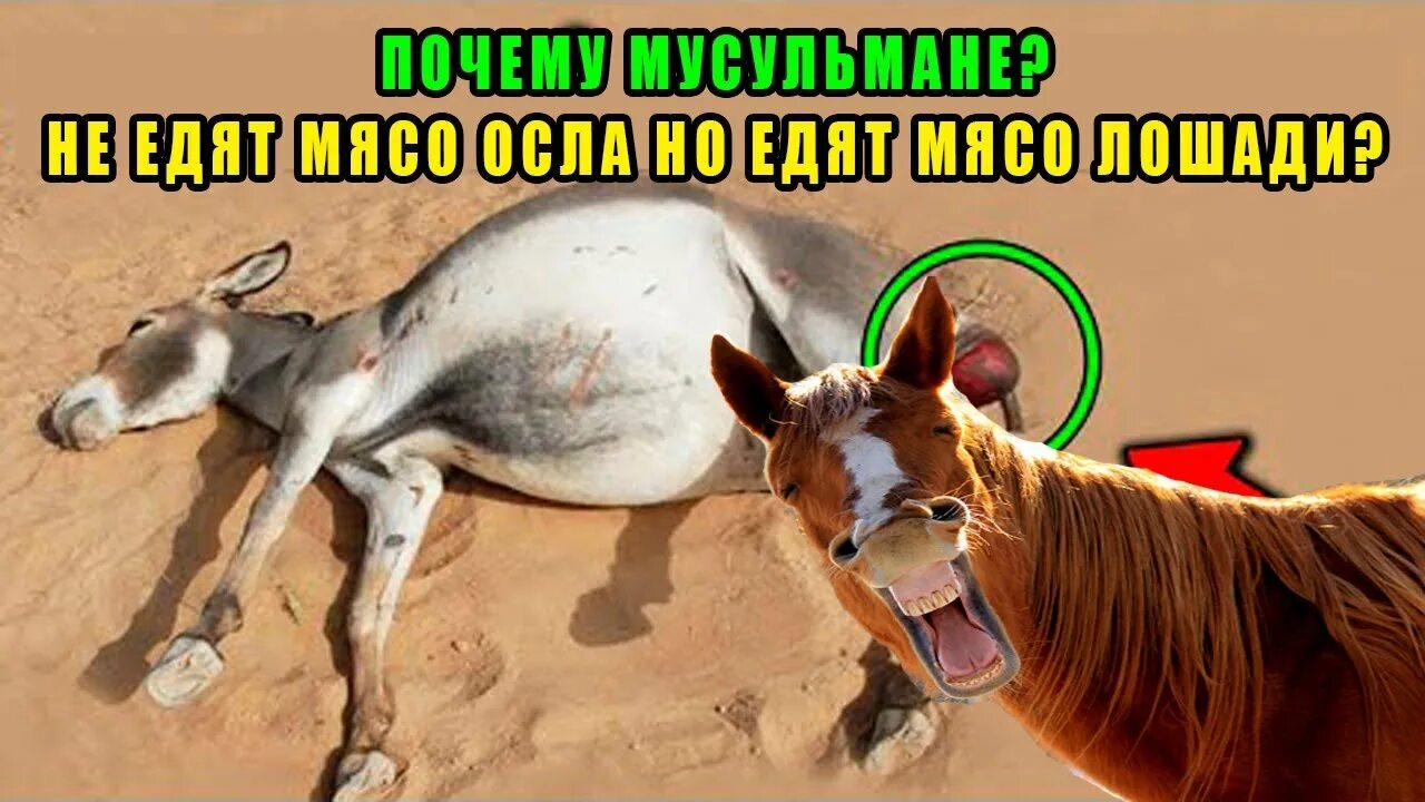 Халяль и харам. Мясо животных в исламе. Мусульманам кушать конину. Мясо халяль и харам. Мусульманам кушать конину.