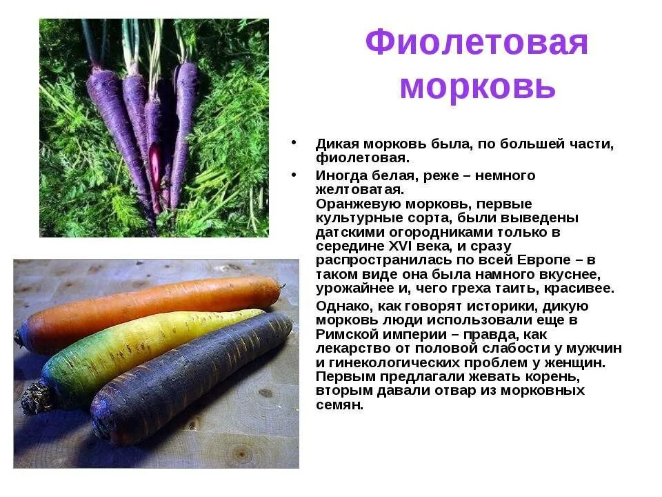 Сколько лет морковь про. Сорта культурных растений морковь. Морковь фиолетовая. Морковь фиолетовая сорта. Полезные факты о моркови.
