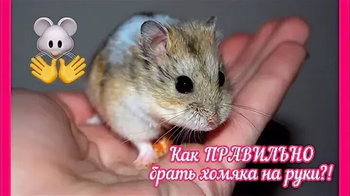 Возьми хомяка