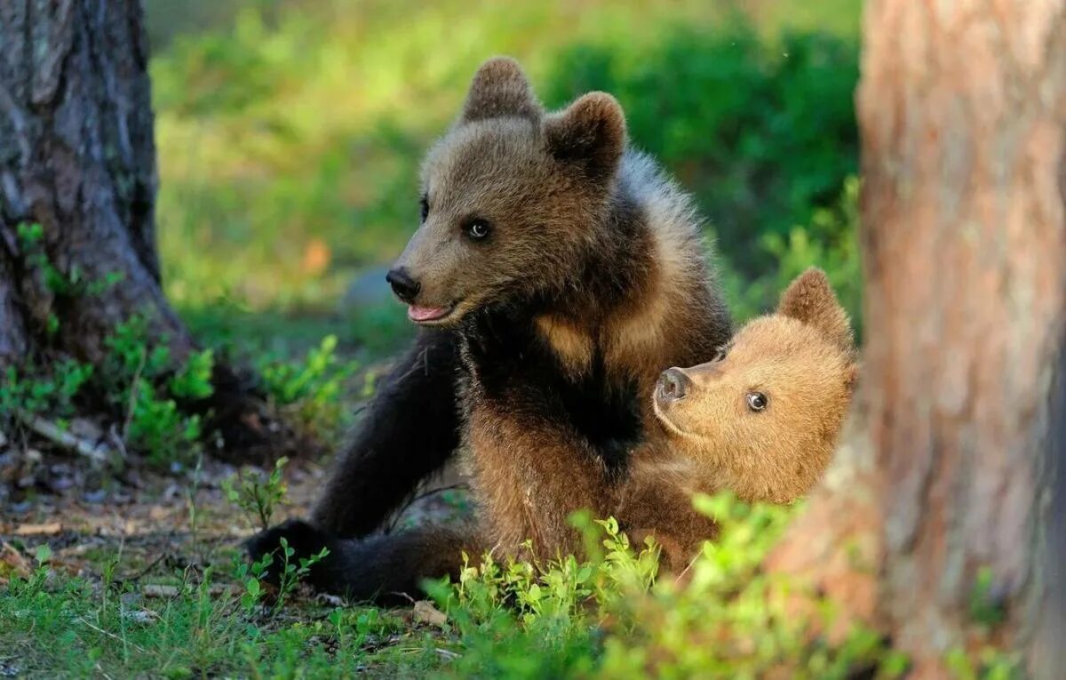Медведи 06. Медвежонок картинка. Милые медвежата. Маленький Медвежонок. Милый медведь.
