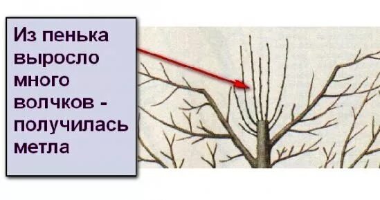 Как правильно обрезать волчки. Волчковые ветки у яблони что это. Как обрезать волчки на яблоне. Как правильно обрезать волчки на яблоне. Обрезка яблони волчки.