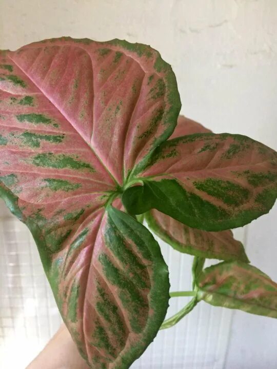 Сингониум орм нак грин сплеш. Сингониум грин сплеш. Сингониум орм. Сингониум orm nak green. Сингониум orm manee.