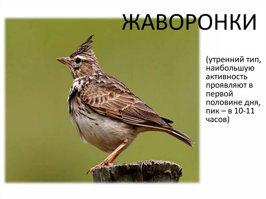 Жаворонок человек. Жаворонок утро. Жаворонок рано встает. Люди Жаворонки.