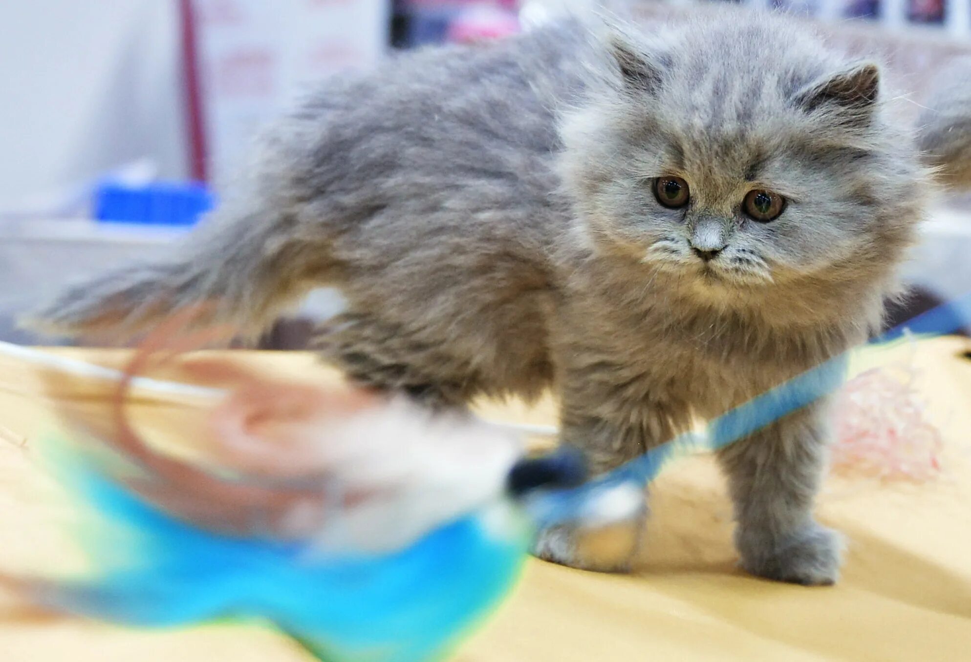 Spring cat show. Британская длинношёрстная кошка на выставке. Wawa кот.