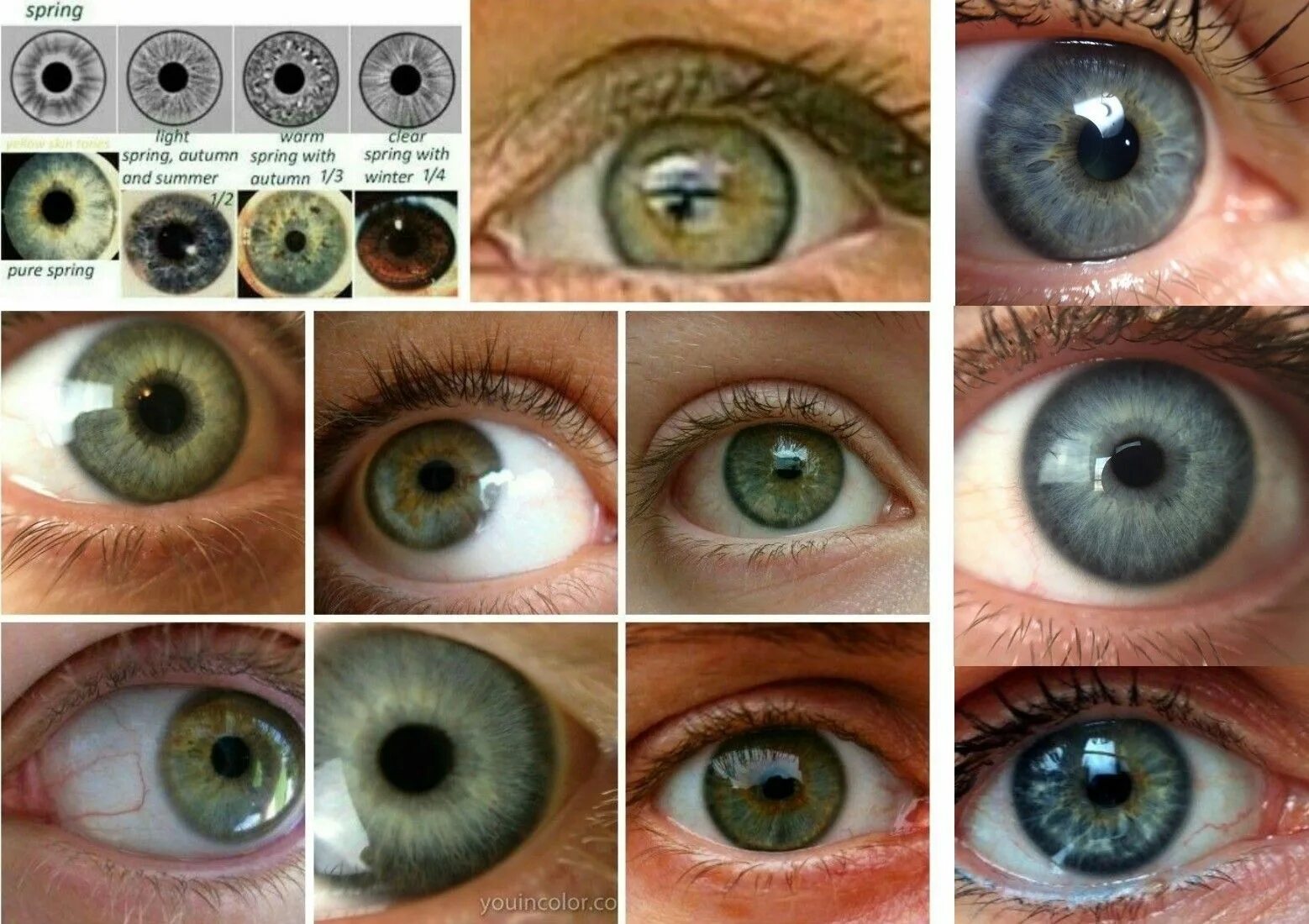 Цвет глаз. Типы цвета глаз. Цвет Радужки глаза. Разновидности зеленых глаз. Какого цвета глазки