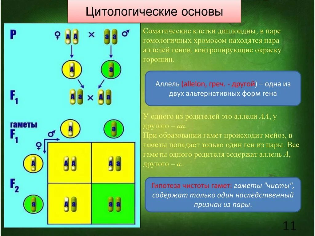 Пара разных аллельных генов. Закономерности наследования признаков ген. Закономерности наследования г. Менделя. Цитологические основы наследования признаков. Цитологические основы закономерностей наследования.