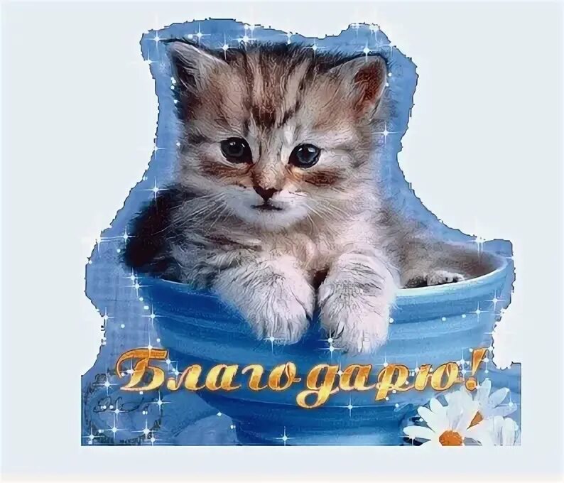Кот говорит спасибо. Котенок спасибо. спасибо картинки анимация. открытка спасибо с кошечкой. благодарность котик.