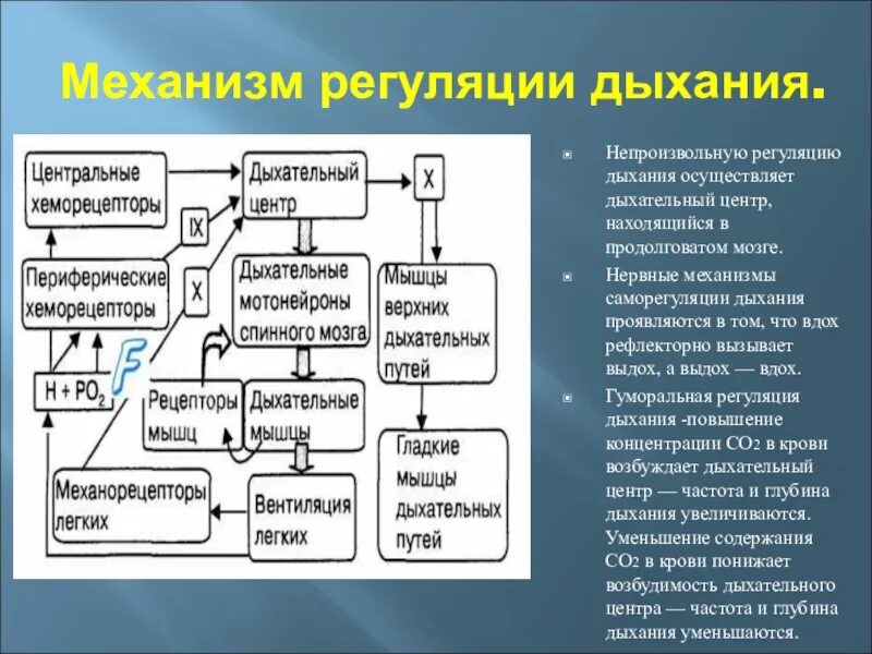 Вспомните как регулируется дыхание у человека зная. Гуморальный механизм регуляции дыхания. Рефлекторный механизм регуляции дыхания. Нервная регуляция дыхания схема. Нервная регуляция дыхания таблица.