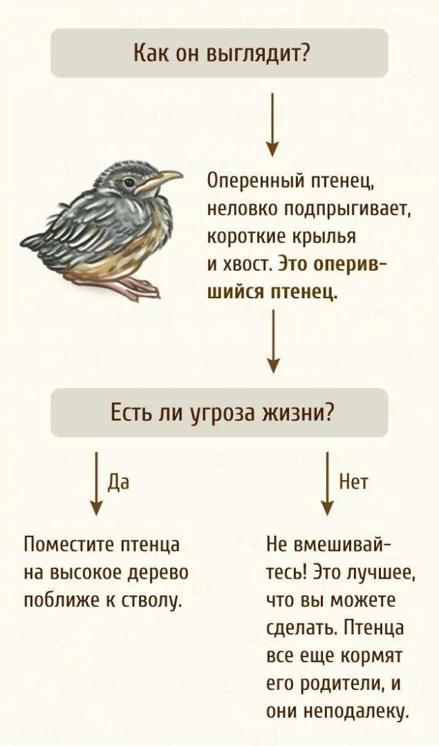 Почему в выводке не было птенцов. Птенчик выпал из гнезда. Птенец выпавший из гнезда. Что умеет делать птенец. Птенец выпал из гнезда что делать.