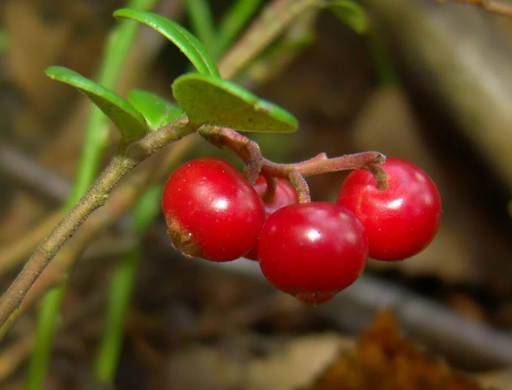 красные ягоды в лесу. кустарничек костяника. красные ягоды в лесу. костянка ягода. красные ягоды.