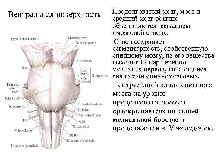 Нервные продолговатого мозга. Продолговатый мозг вентральная поверхность строение. Продолговатый мозг вентральная поверхность дорсальная поверхность. Вентральная поверхность моста головного мозга. Вентральная поверхность мозгового ствола.