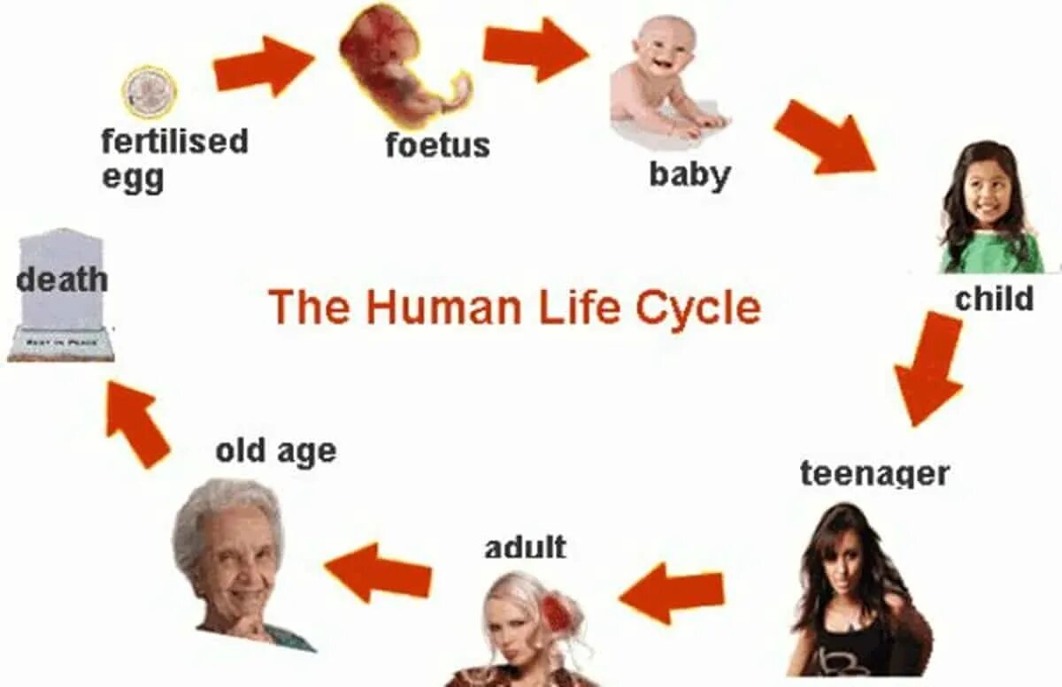 Human Life Cycle. Human Life Cycle Stages. Life Cycle in Humans. Stages of Human Life.