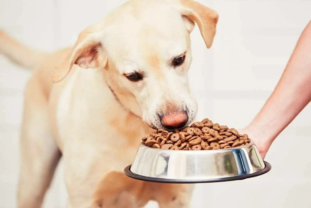 Кормить собаку таблеткой. Корм для собак. Как правильно дать таблетку собаке. Кормить собаку таблеткой. Как дать таблетку щенку.