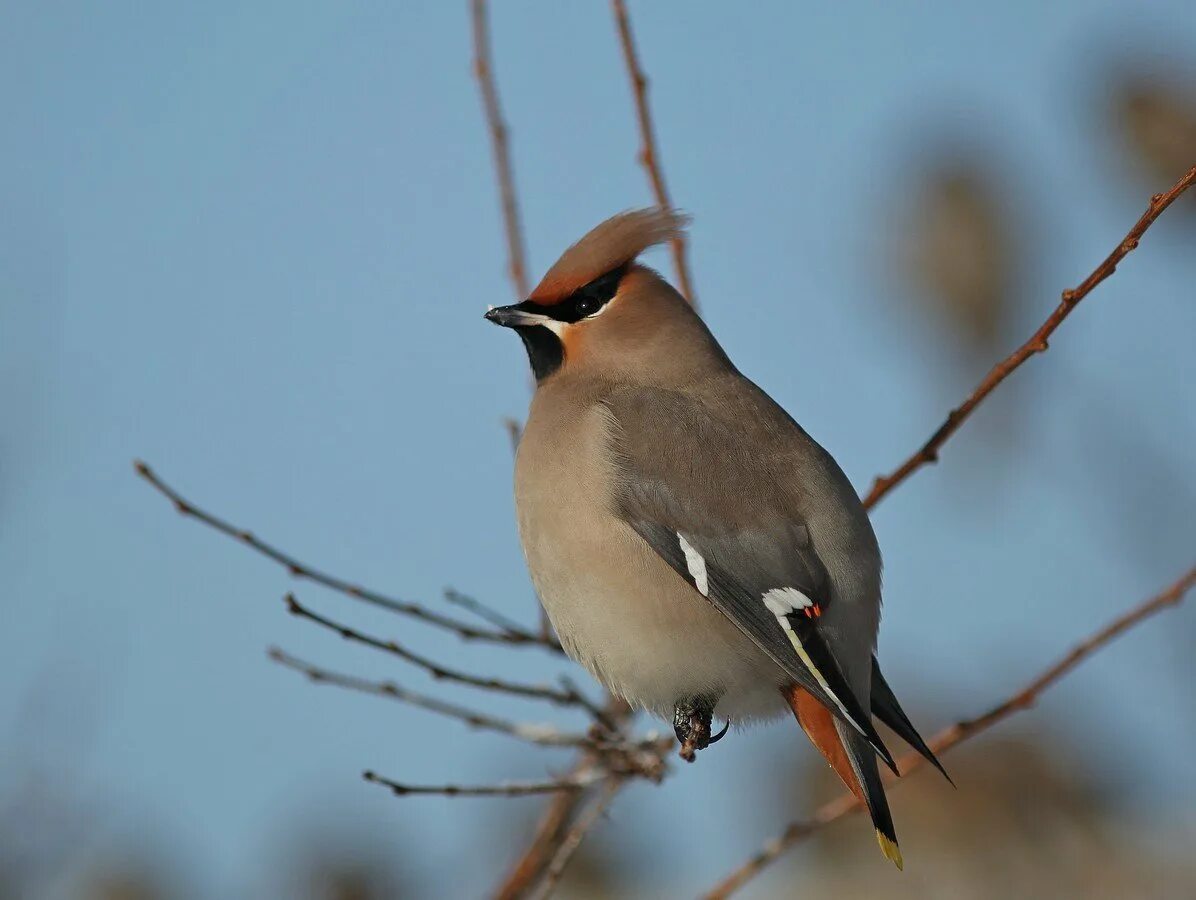 Свиристель обыкновенный (Bombycilla garrulus). Хохлатая свиристель. Серая птичка с хохолком Сибирь. Птица с хохолком в Сибири.