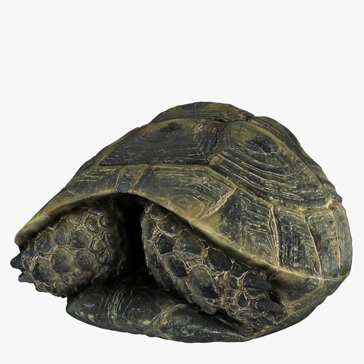 Lelebear turtle power shell