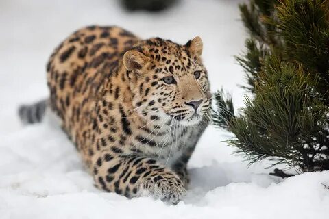 Краснокнижные животные приморского края