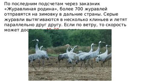 Журавлиное гнездо как пишется