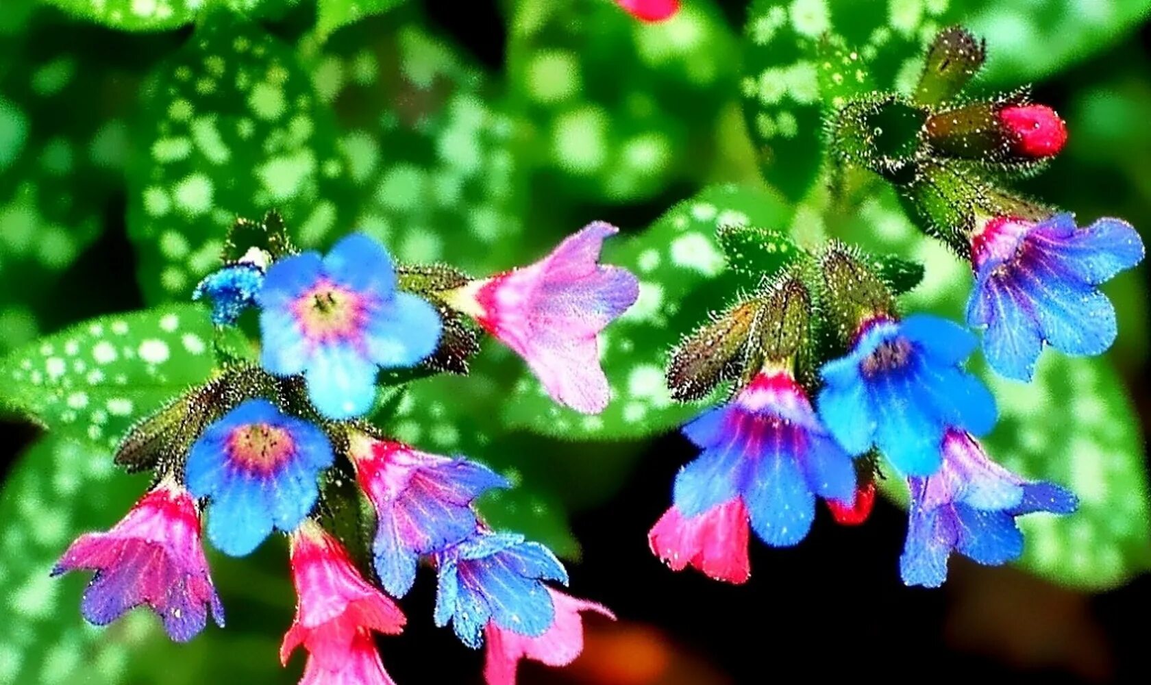 Медуница трава. Как выглядит медуница. Как выглядит медуница. Медуница пульмонария. Медуница мягонькая.