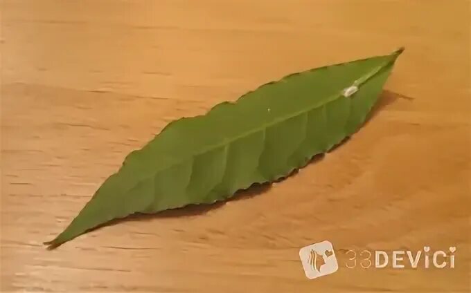 Размножение лаврового листа