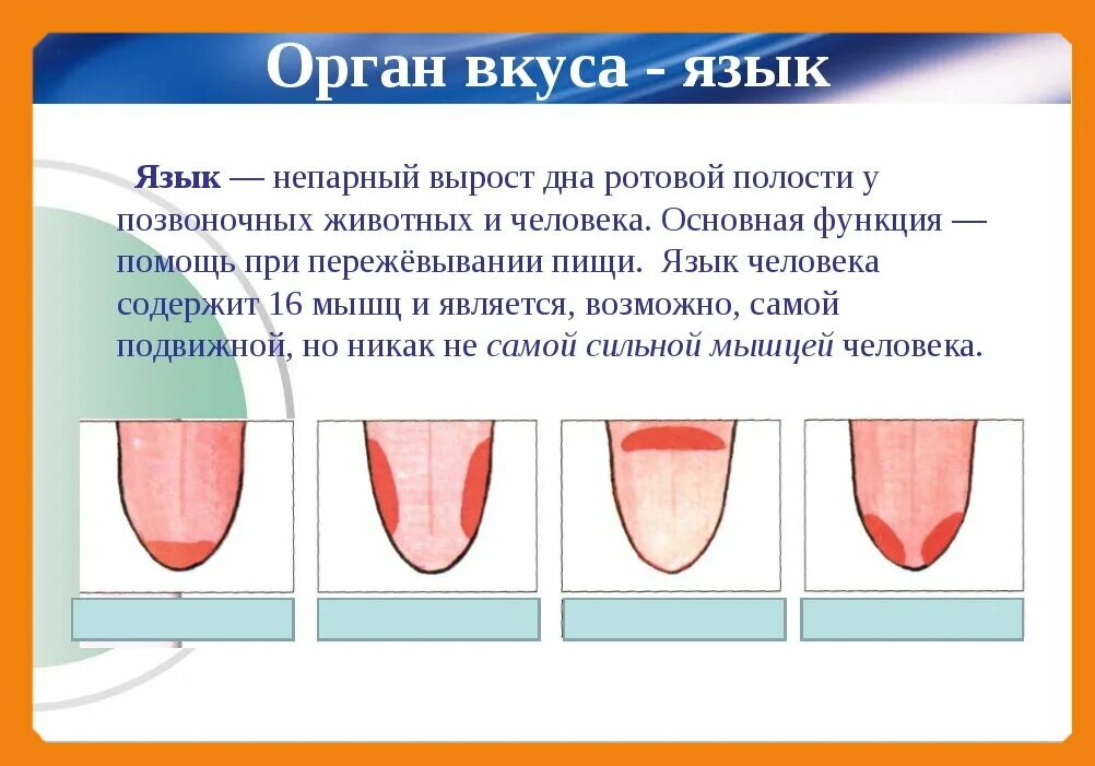 Язык орган чувств. Презентация на тему орган вкуса. Доклад про орган вкуса.