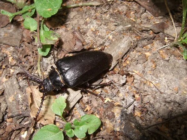 Черные жуки летом. Черный толстый Жук. Чёрные жуки летающие летом. Большие жуки летом. Жука черного песни