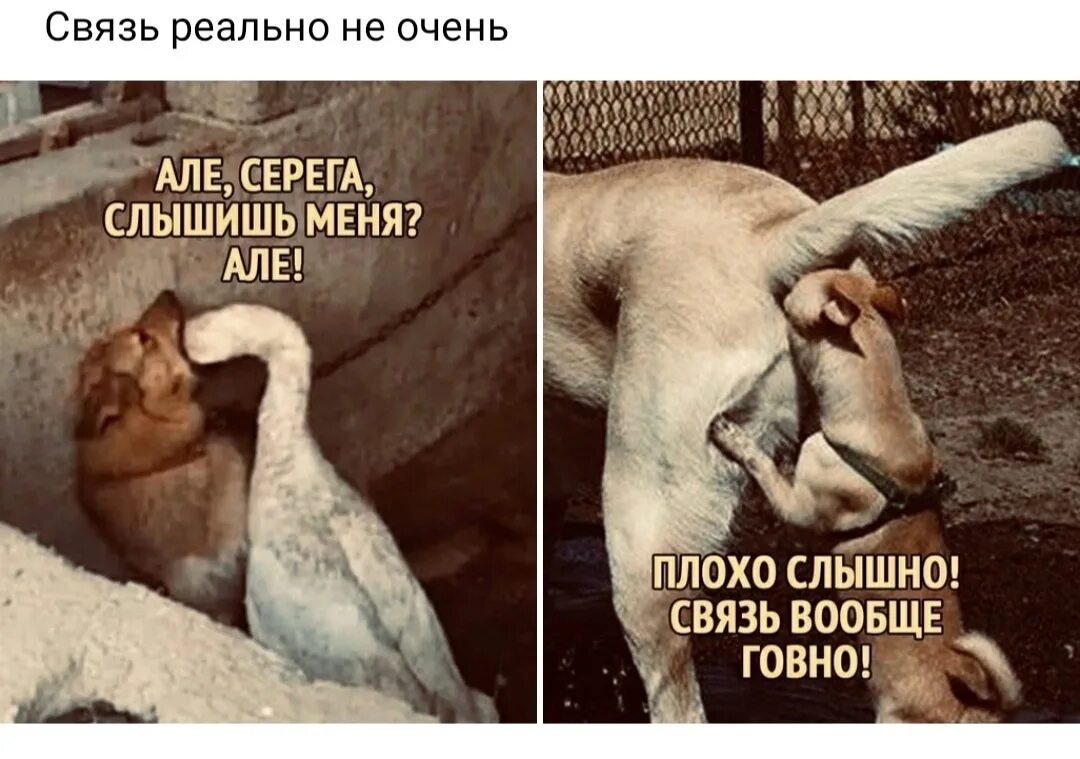 Кот говорит алло. Алло вас не слышно. Меня слышно. Как меня слышно. Собака и Гусь Мем.