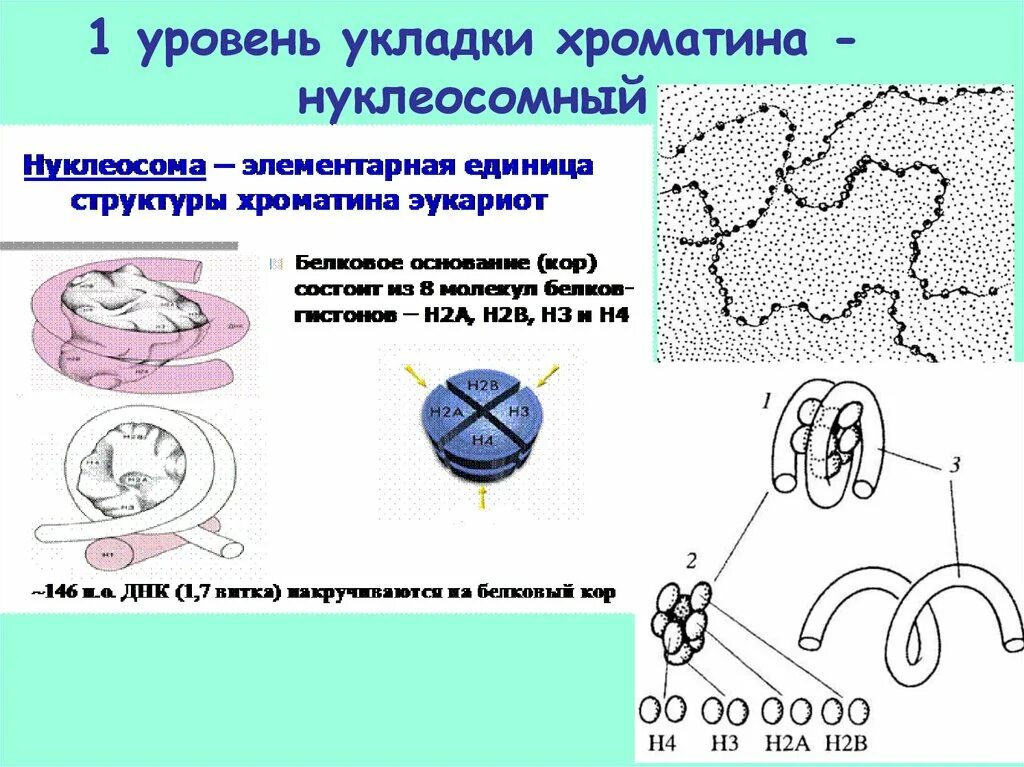 Уровни укладки хроматина. Уровни упаковки хроматина. 4 Уровня укладки хроматина. Уровни организации хроматина.