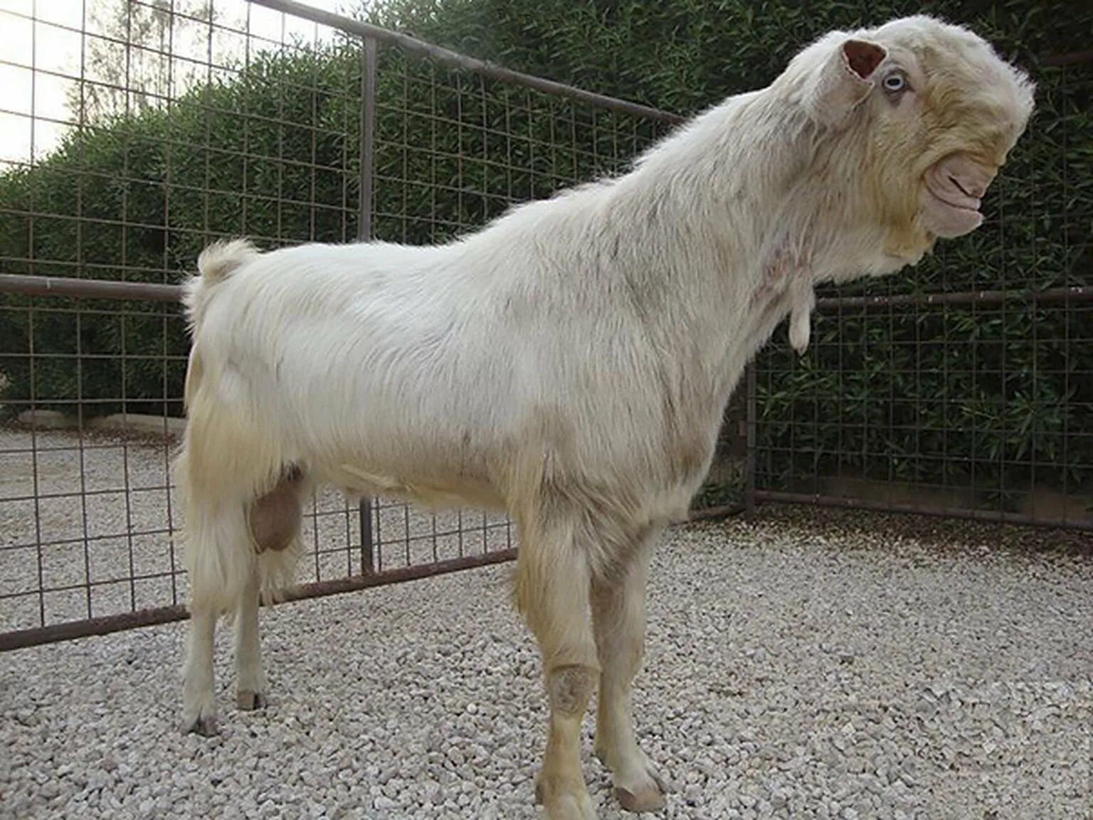 Джамнапари порода коз. Дамасская коза Шами. Шами дамасская дамасская коза. Козы породы Шами. Козы породы Шами дамасские козы.