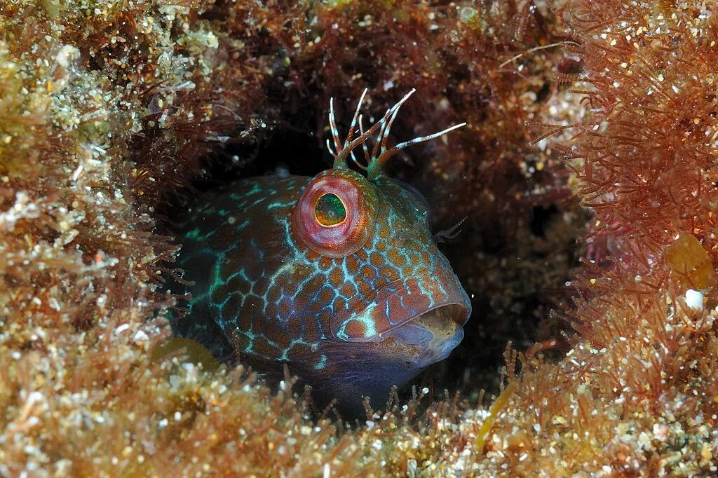 Морская собака животное. Parablennius sanguinolentus. Японская мохнатоголовая морская собачка. Рыба Blenny. Щучья морская собачка.