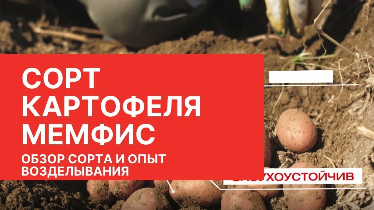 Продам насіннєва картопля Мемфіс, купити насіннєва картопля Мемфіс, Київ - Agro-