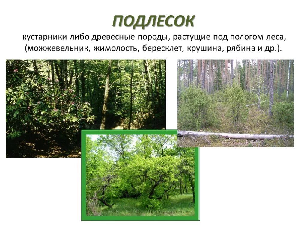 Подлесок это. Деревья для подлеска. Подлесок. Осина подлесок. Ярус подлеска.
