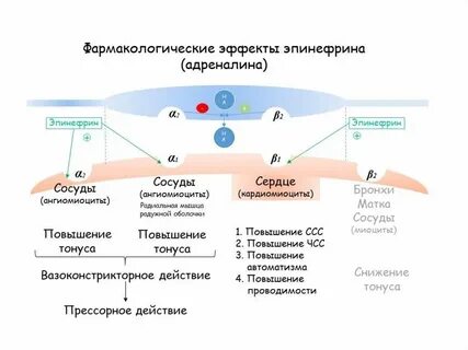 Основные эффекты адреналина