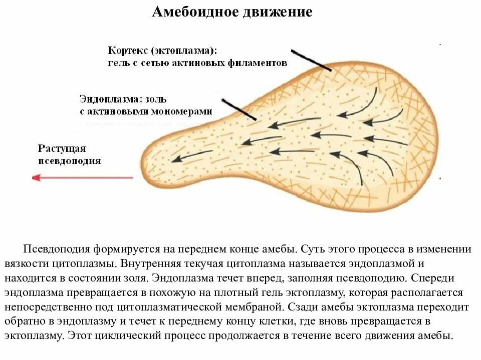 Амебоидное движение. Амебоидное движение характерно. Амебоидный Тип передвижения животных. Амебоидный способ движения присущ. Активное передвижение характерно для