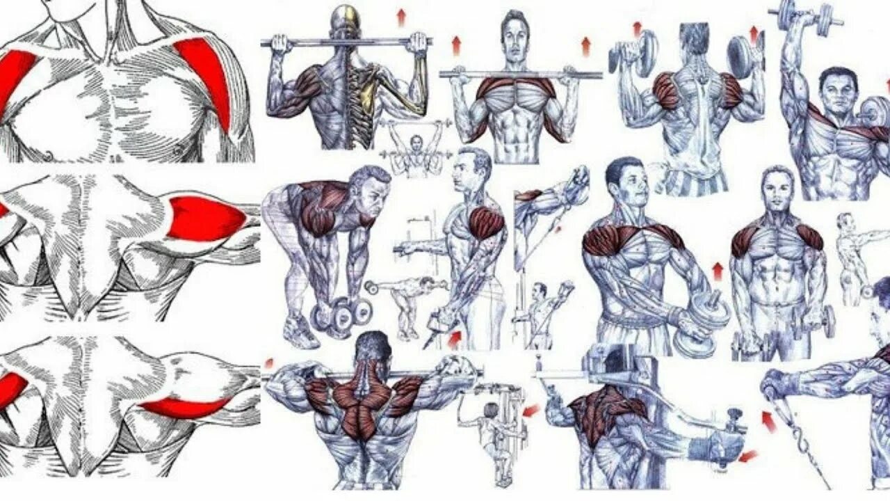 Ключичная часть грудной мышцы упражнения. Тренировка дельтовидных мышц гантелями. Упражнения для дельтовидных мышц в тренажерном зале для мужчин. Упражнения на дельтовидные мышцы с гантелями.