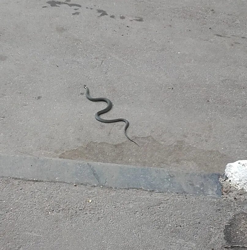 Чёрная маленькая змея в России. Маленькая змея во дворе.