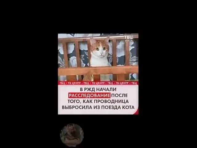 Ржд выкинули кота