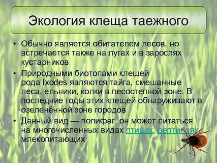 Атлас определитель клещ