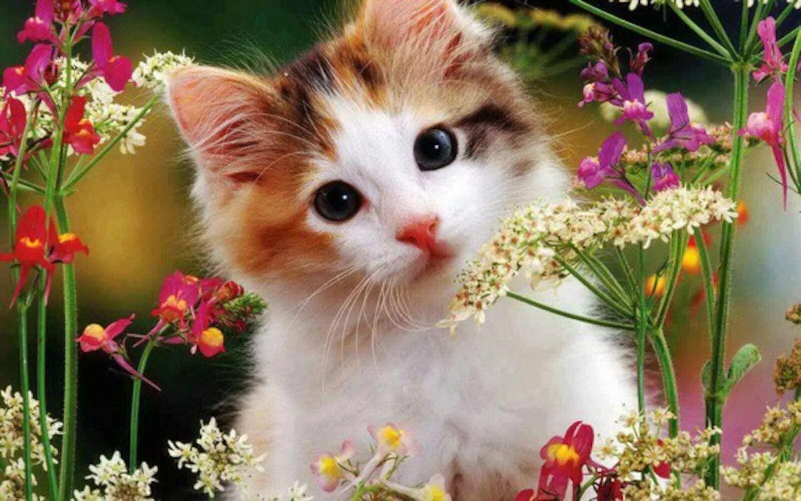 Котенок в цветах. Котенок с цветочком. Красивые котята в цветах. Милые кошки.