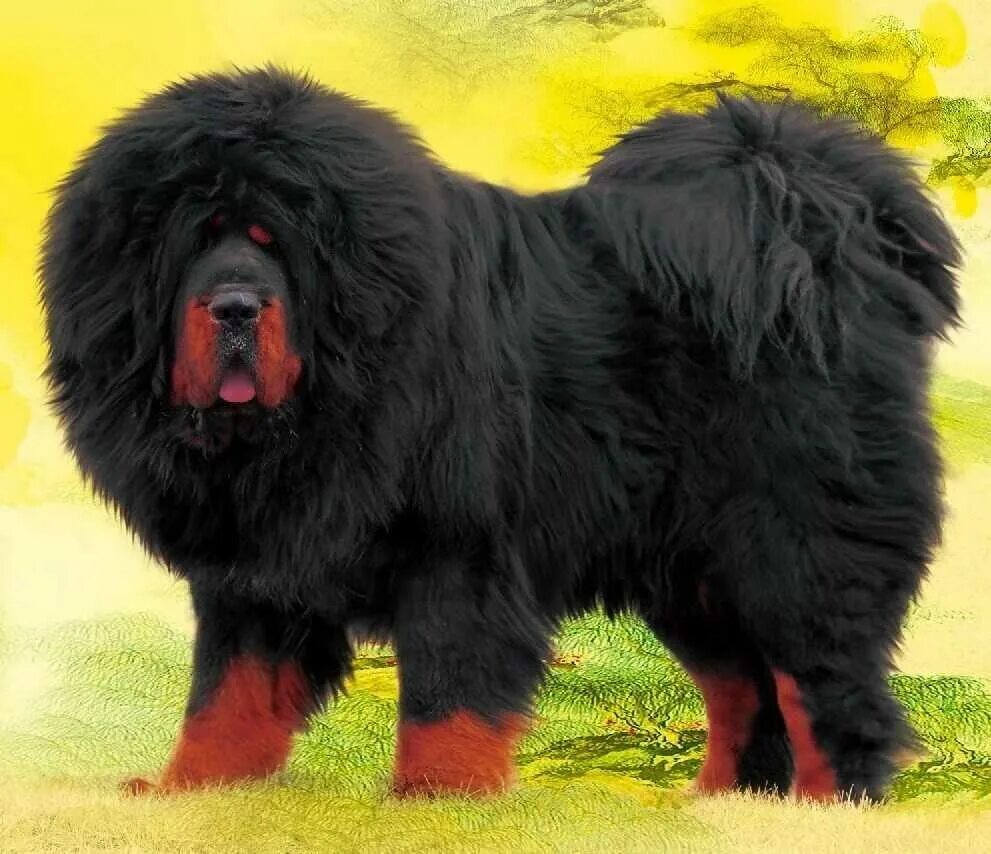 Огромная собака порода. Тибетский мастиф. Мастиф Хонг Донг. Красный тибетский мастиф. Тибетский мастиф Нонг Донг.