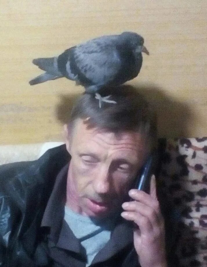 Голубь говорит по телефону. Я разговариваю с голубем. Общение по голубям. Голубь принес повестку.