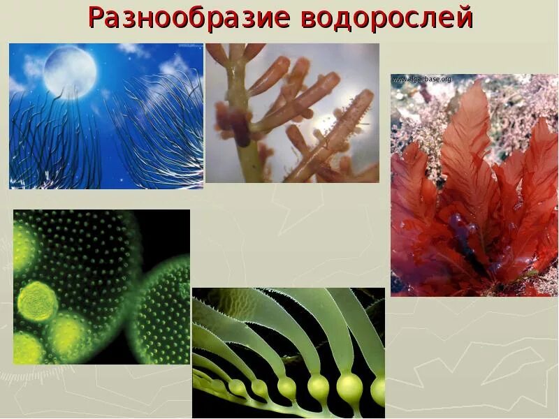 Разнообразие водорослей биология. Разнообразие водорослей. Водоросли коллаж. Водоросли разнообразие водорослей. Многообразие водорослей картинки.