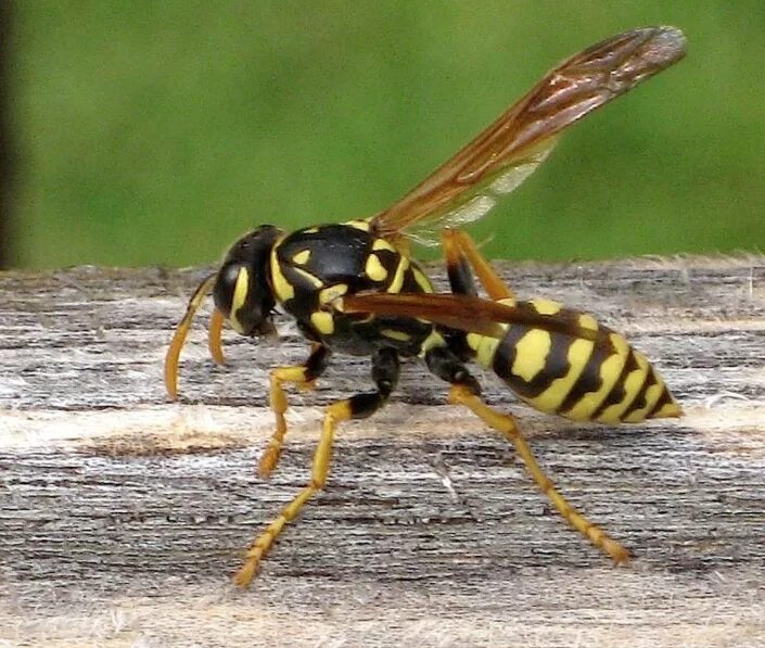 Crabronidae. Пчелиный волк фото. Mellinus. Ectemnius. Оса в родах.