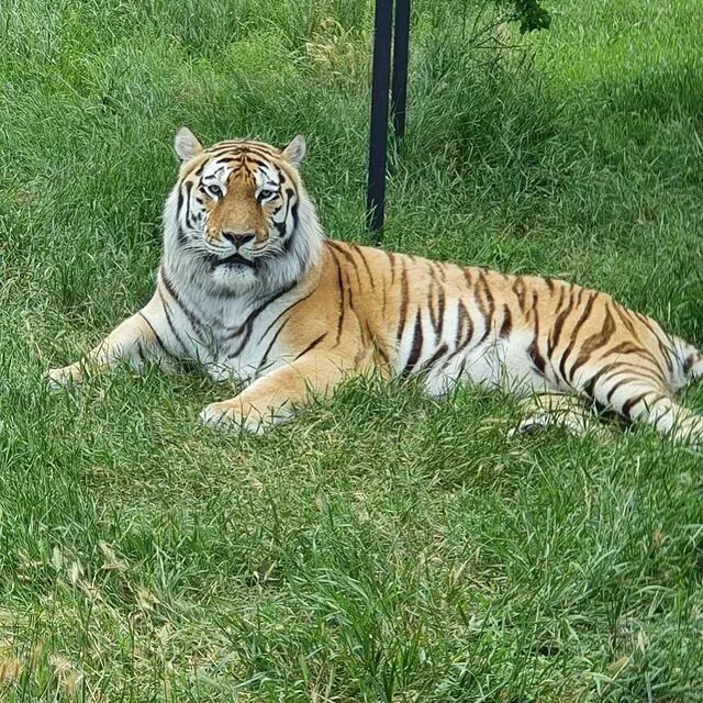 Тайгер москва. Парк тигров Тайган. Парк Тайган тигры. Тигры в Крыму Тайган. Зоопарк Тайган золотые тигры.