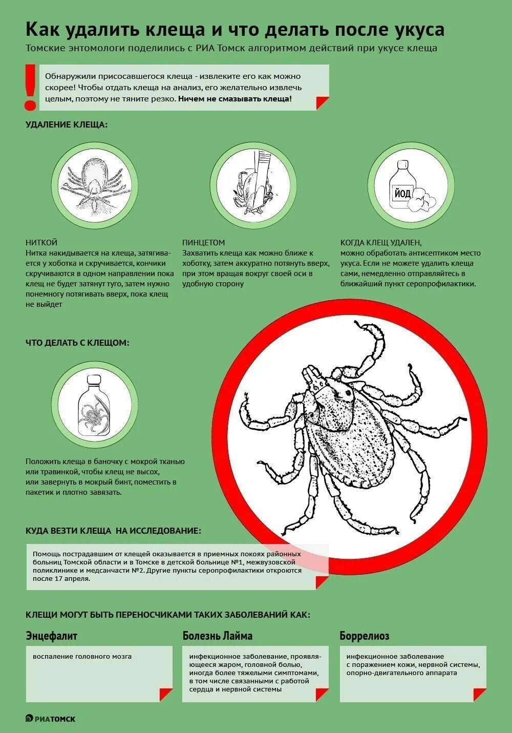 Через сколько действует клещ. Как выглядит укус клещах. Укус ьоролиознлго клеща. Укус клеща что делать как выглядит. Как выглядит укус клеща после извлечения клеща.