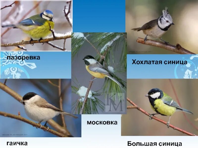 Как правильно синицы