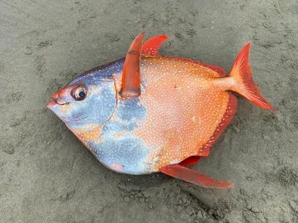 Massive and mysterious, a 100-pound fish washed ashore. 